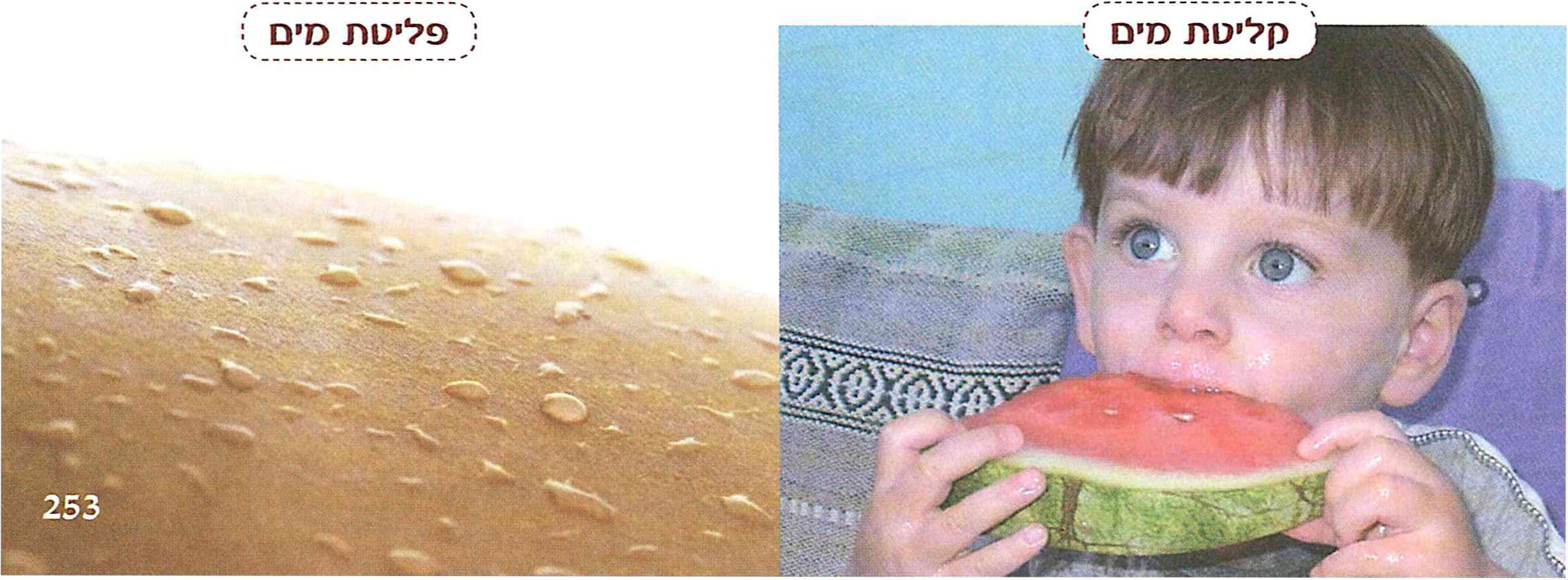 (בספר תמונות)